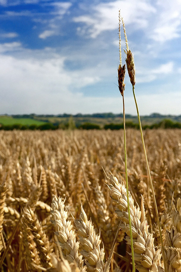 RMCP Romney Marsh Countryside Partnership