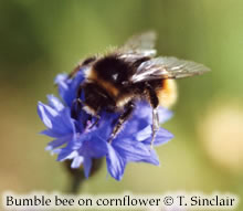 BumbleBeeSm