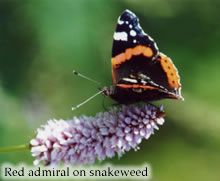 RedAdmiralSm