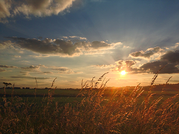 Romney_Marsh_Near_Botolphs_Bridge_July_2016_640x450