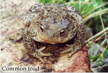 ToadSm