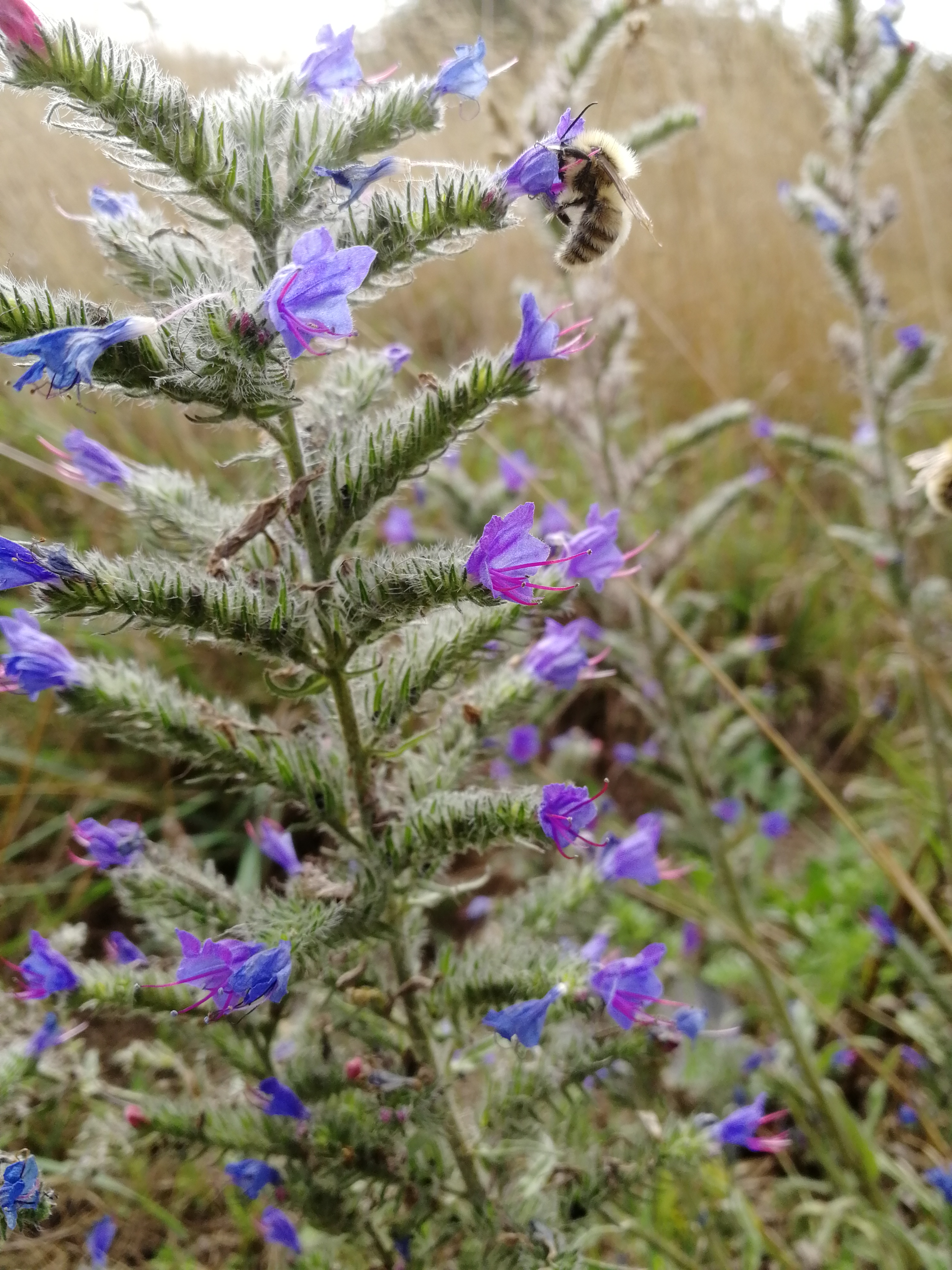 Moss carder bumblebee