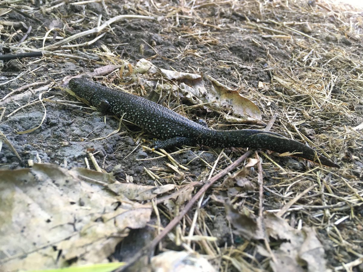 Great Crested Newt