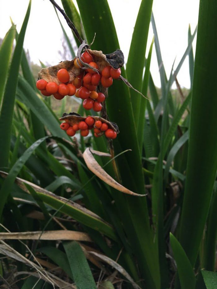 Website- Stinking Iris 2020