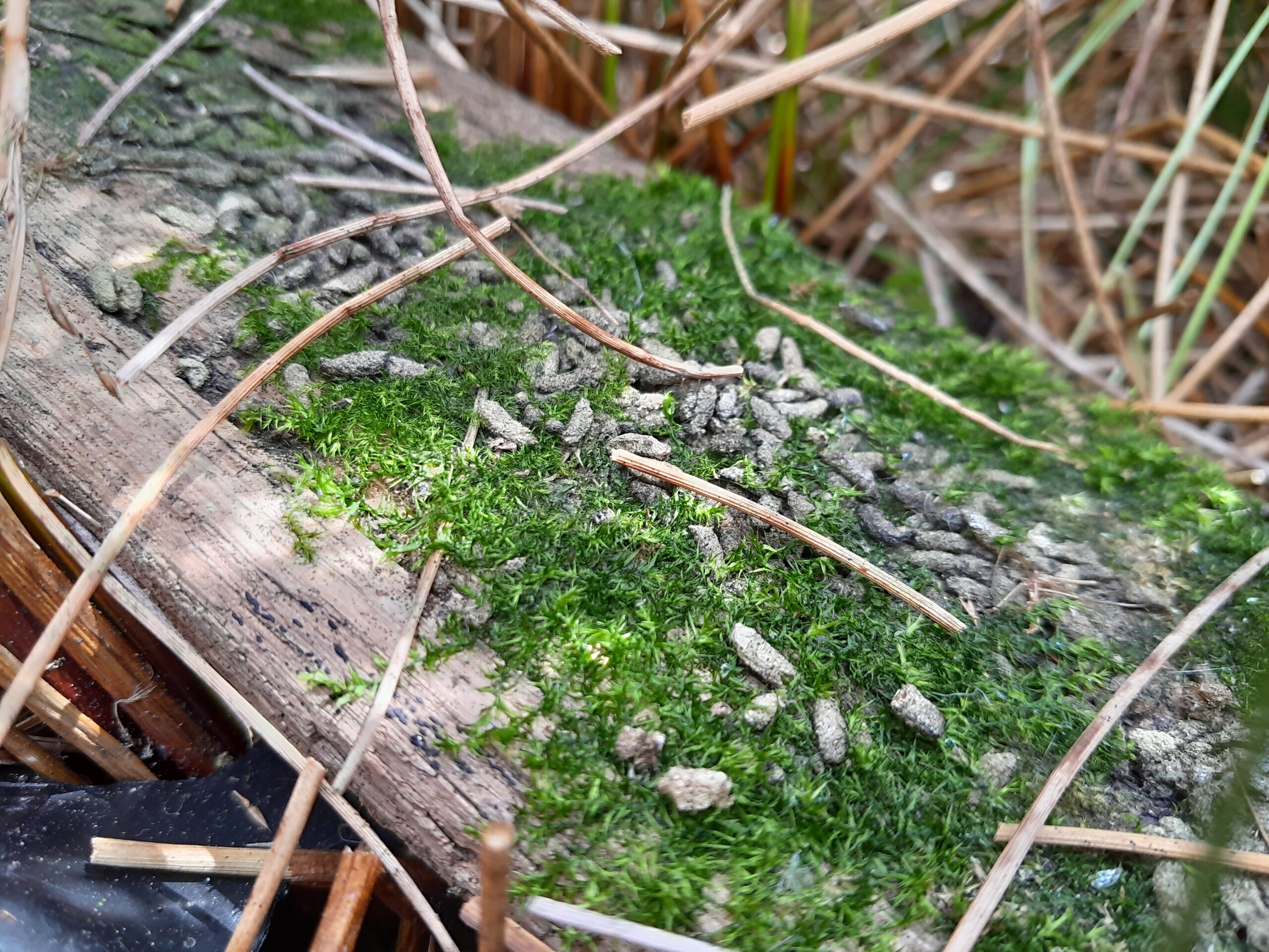 WaterVole